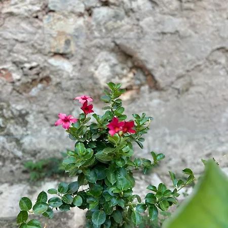 Apartamento Stone Garden *